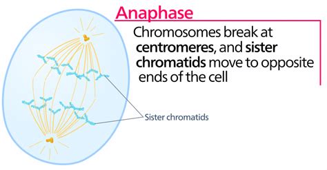 Metaphase 1 Of Meiosis Vs Metaphase Of Mitosis