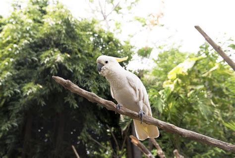 Sulphur Crested Cockatoo Cacatua Galerita Sitting On Tree Bran Stock