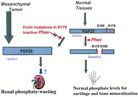 FGF23 Hypophosphatemia And Rickets Has Phosphatonin Been Found PNAS