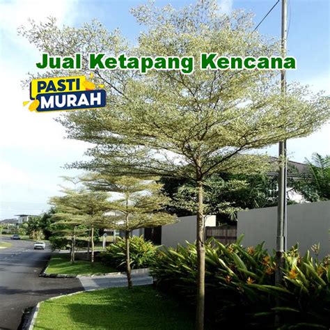 Jual Ketapang Kencana Tanaman Hias Pohon Teduh Shopee Indonesia