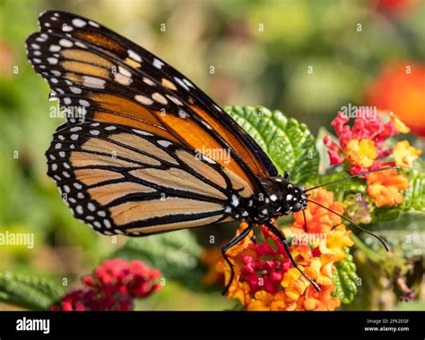 Monarch Butterfly In Sunlight Hi Res Stock Photography And Images Alamy