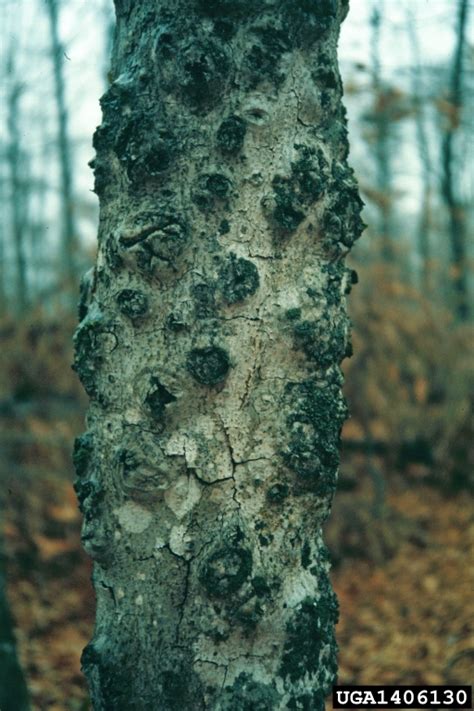 Beech Bark Disease Nectria Coccinea