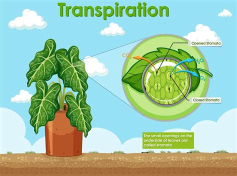 Diagrama Que Muestra La Transpiraci N En La Planta Vector En