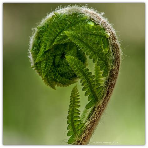 Cinnamon fern (Osmunda cinnamomea) fiddlehead unfurling: EHDesigns ...