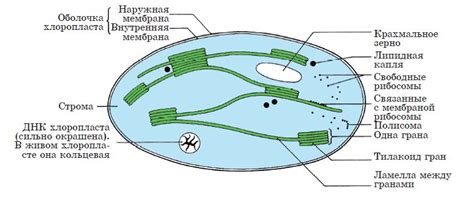 11 класс Биология 1 часть 7 тема – Атамұра