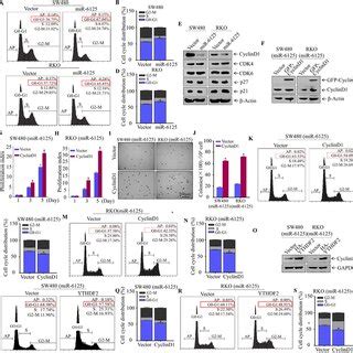 Ectopic Expression Of MiR6125 Induces Cell Cycle Arrest At G0 G1 Phase