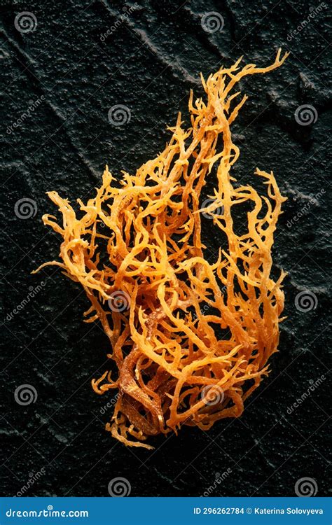 Irish Sea Moss Chondrus Crispus Healthy Organic Raw Seaweed A Close