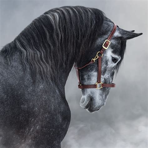 25 Horse Photography Tips: Take Great Equine Photography
