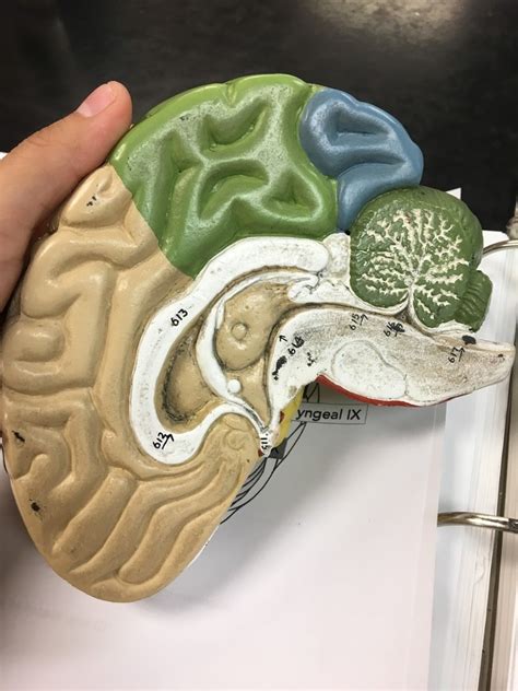 Cerebrum Diagram Quizlet