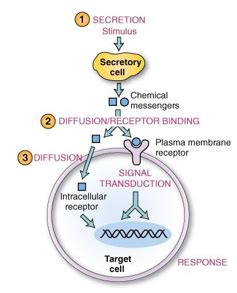 Lecture Signal Transduction Flashcards Quizlet