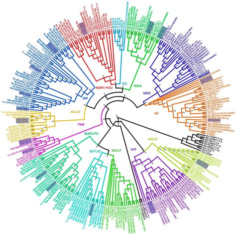 Plants Mdpi On Twitter Editor S Choice Article Plants Mdpi Genome