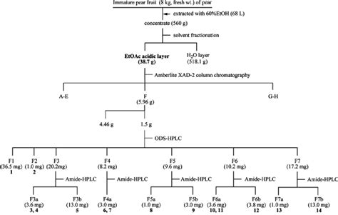 Isolation And Purification Procedure For The Isolated Compounds From Download Scientific