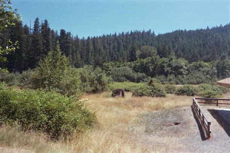 Understanding Redwood History And Biology