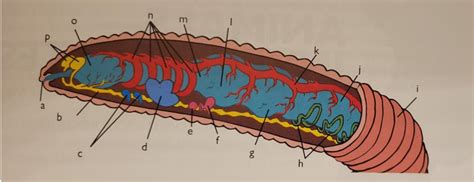 Biology Final Exam Diagram Quizlet