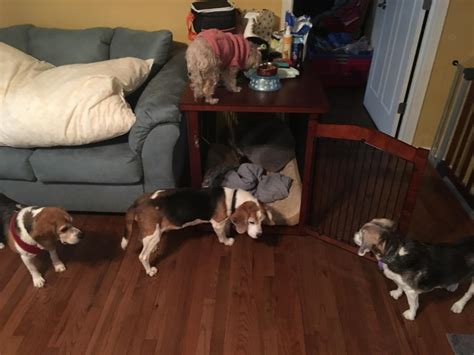 The beagles learned how to unlock this cage so now I need to take ...