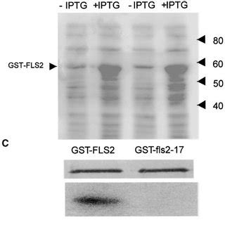 A Point Mutation In The Extracellular Domain Of Fls Abolishes Flg