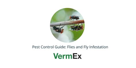 Flies And Fly Infestation Your Questions Answered VermEx