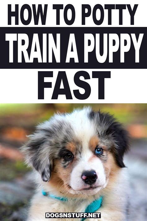 9 Successful Steps On How To Potty Train A Puppy Fast Puppy Training