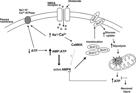 Modulations In Ampk Activity Glucose Transport And M In Response To