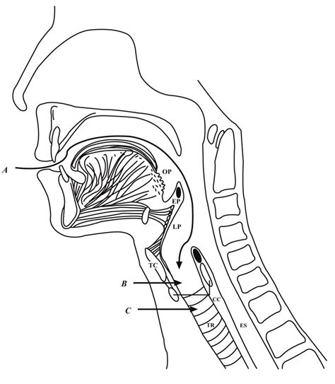 Upper Respiratory Tract Diagram Quizlet