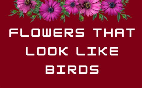 Flowers That Look Like Birds Flowers Name Info