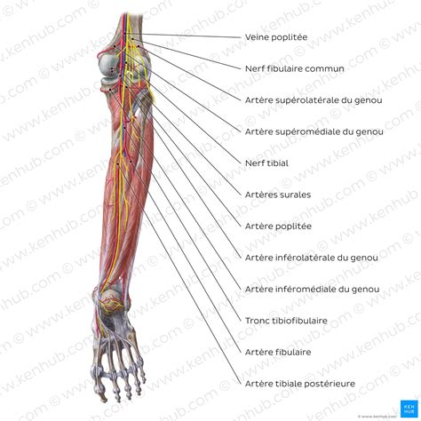 Anatomie Humaine Muscles Des Jambes