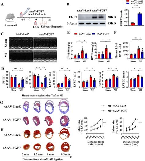 Fgf Attenuates Mi Induced Cardiac Dysfunction In Vivo A