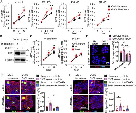 E F Transcription Factor Mediates A Link Between Fat And Islets To