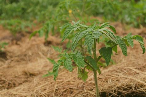 Tomato Bushes In Greenhouse Concept Of Farming And Planting Stock