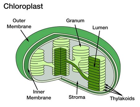 Chloroplasts