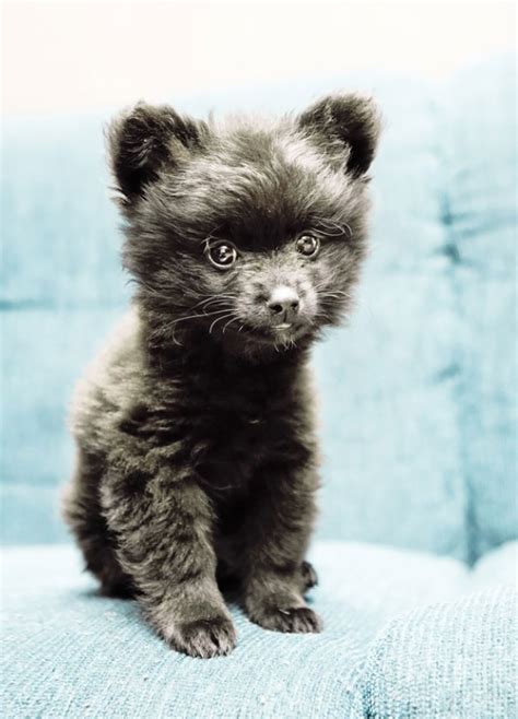 Facts and Photos About the Teddy Bear Dog Breed | FallinPets