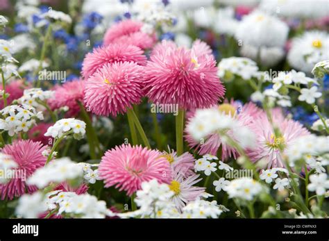Planting Asters Hi Res Stock Photography And Images Alamy