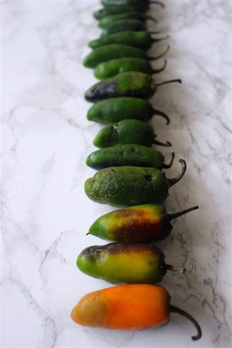 Fermented Jalapeno Hot Sauce Recipe Artofit