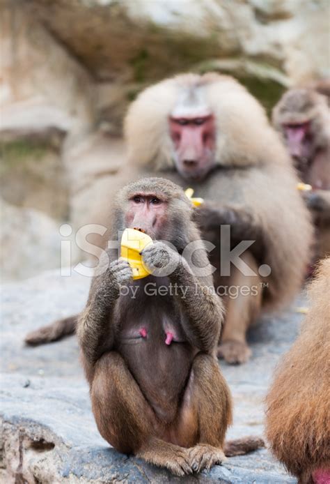 Hamadryas Baboon Stock Photo Royalty Free Freeimages