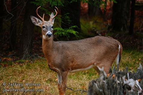 13 Photos Of West Virginia Wildlife That Will Drop Your Jaw