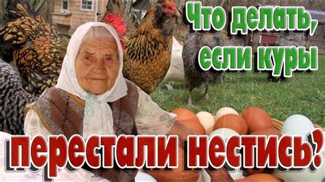 Что делать, если куры перестали нестись Куры несушки Почему перестали ...