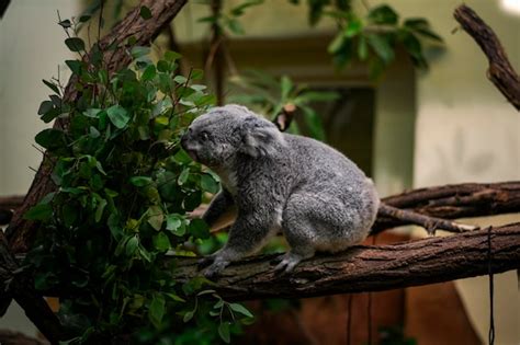 Premium Photo | Koala eating eucalyptus