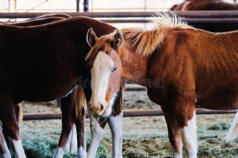 Dun yearling horse stock image. Image of portrait, blaze - 178212525