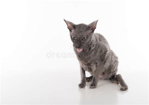 Black Cornish Rex Kitten Sitting On White Background Stock Image