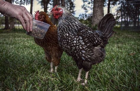 Feeding Mealworms to Chickens: 7 Reasons Why You Should - Eco Peanut