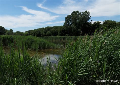 Emergent Wetland