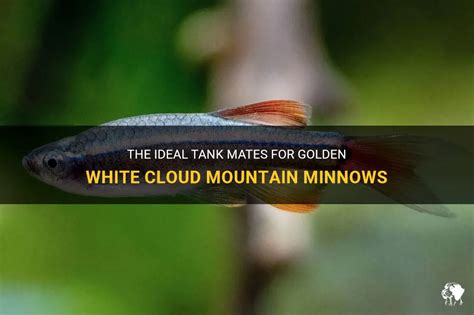 The Ideal Tank Mates For Golden White Cloud Mountain Minnows | PetShun