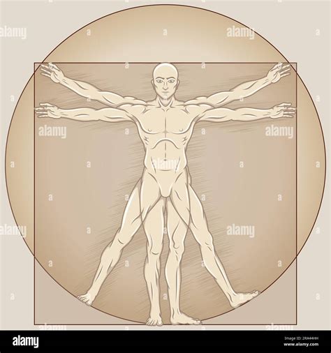 Dise O Del Vector Del Hombre De Vitruvio Del Estilo De La Historieta