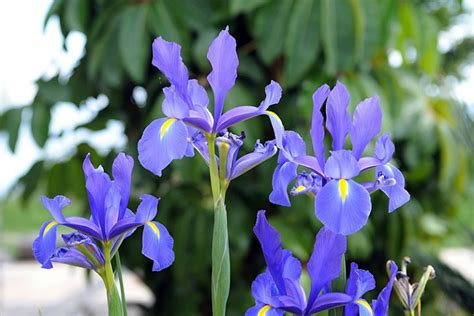 C Mo Cultivar Plantar Y Podar Flor De Iris Consejos Para Mi Huerto