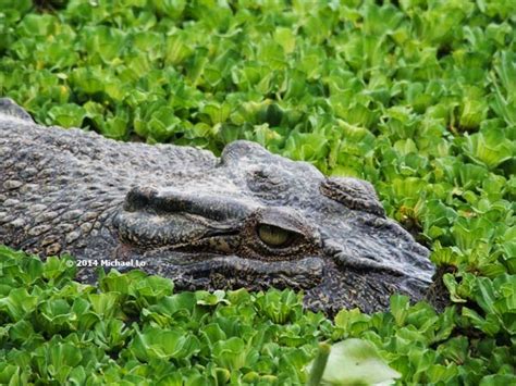 The Rainforests Of Borneo And Southeast Asia Crocodiles Of Borneo