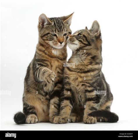 Two Cats Sitting Together