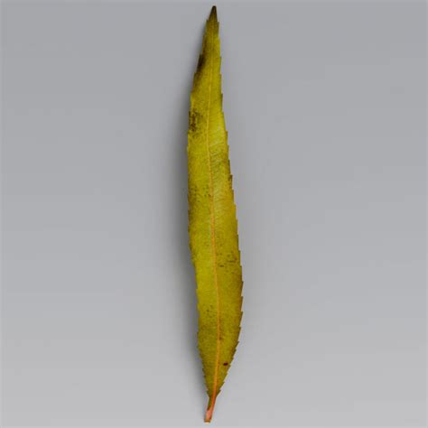 Листья Ивы Фото Осенью — Bluemorphotours.ru