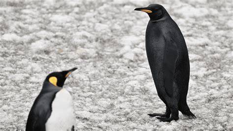 Incredible Footage Shows Ultra Rare All-Black King Penguin On South ...