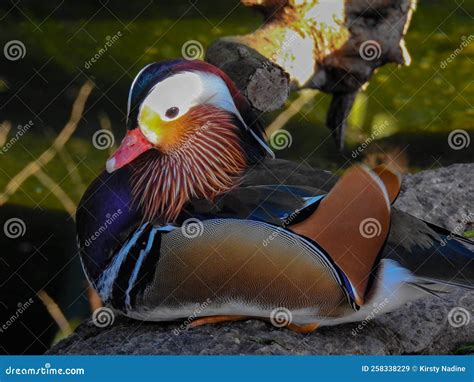 Mandarin Duck Sitting On Rock Stock Image Image Of Florida Mandarin