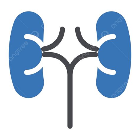 órgão Sinal Anatomia Renal Vetor Png Sinal Anatomia Renal Imagem